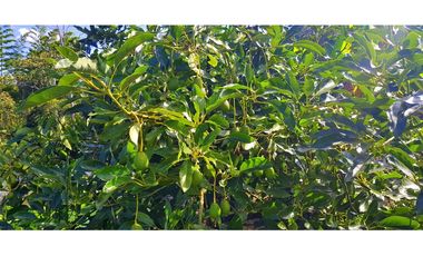 Vendo Finca Barichara Vereda San jose Los Gaques