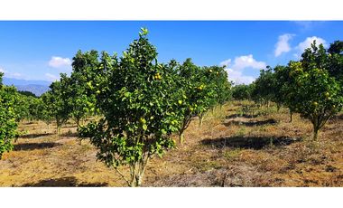 Vendo Finca Barichara Vereda San jose Los Gaques