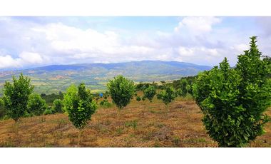 Vendo Finca Barichara Vereda San jose Los Gaques
