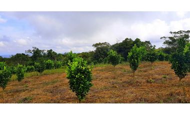 Vendo Finca Barichara Vereda San jose Los Gaques