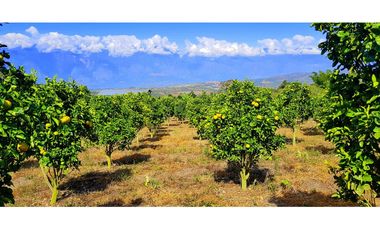 Vendo Finca Barichara Vereda San jose Los Gaques