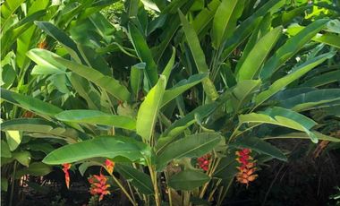 Finca de Mangos Santa Marta Colombia