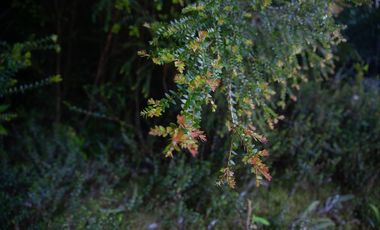 Parcela en venta  en PUERTO MONTT
