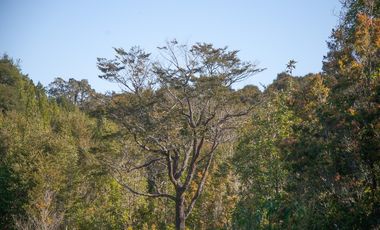 Parcela en venta en PUERTO MONTT