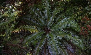 Parcela en venta en PUERTO MONTT
