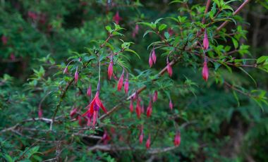 Parcela en venta en PUERTO MONTT