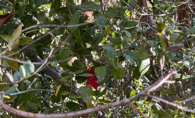 Parcela en venta en CAUQUENES