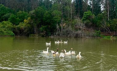 Parcela en venta en CAUQUENES