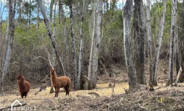 Parcela en venta en CAUQUENES