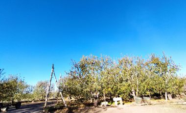 Vende Chacra 6 Hectareas en Allen Con  Galpon y Casa