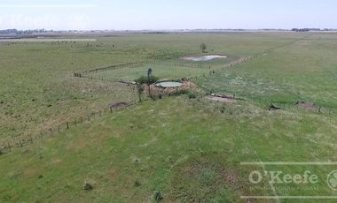 Campo mixto 218 has - Mayormente Ganadero - San Miguel del Monte