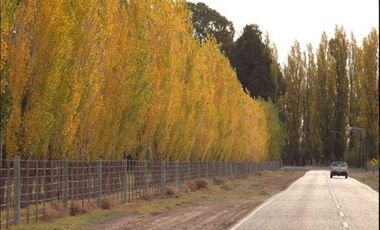 Terreno de casi 3 hectareas sobre calle Luis Tirasso en San Rafael, Mendoza
