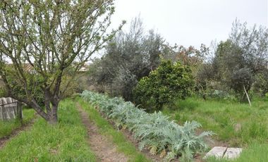 Parcela en Venta en Rinconada de Doñihue Rancagua