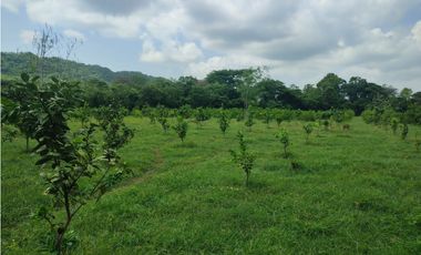 FINCA EN VENTA - Entre PIOJO y JUAN DE ACOSTA