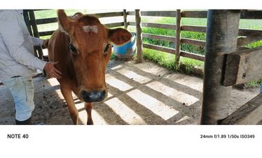 vendo finca san vicente Ferrer Antioquia, 7,7 hectáreas CH MO
