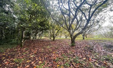 VENDO 4 LOTES SEGUIDOS DESDE 11.500m2 a 15.570m2 EN SUBIA SILVANIA,CUNDINAMARCA