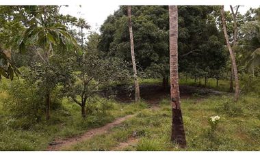 Espectacular finca para ganadería o cultivos en Necoclí