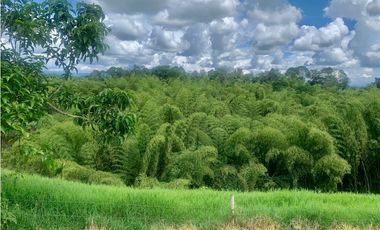Finca en venta en El Quindío sector Vereda Calle Larga