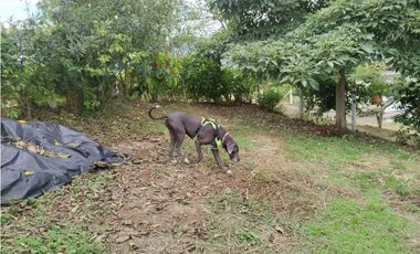 Casa de campo en venta / permuta - Santa Rosa de Tapias Guacarí Valle