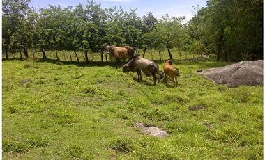 Venta finca, Mariquita