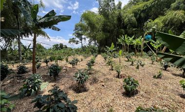 VENTA DE FINCA PRODUCTORA DE CAFE, PLATANO Y TURISMO