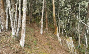 Venta Lote Independiente en La Ceja Chaparral