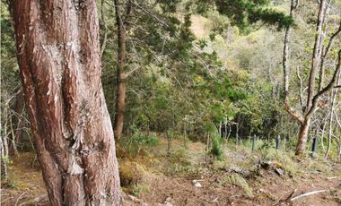 Venta Lote Independiente en La Ceja Chaparral