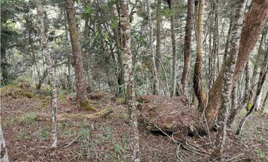 Venta Lote Independiente en La Ceja Chaparral