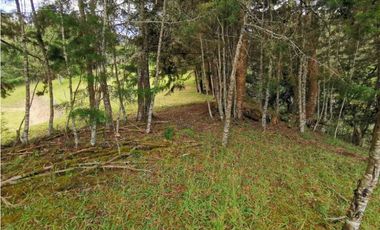 Venta Lote Independiente en La Ceja Chaparral