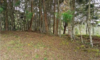 Venta Lote Independiente en La Ceja Chaparral