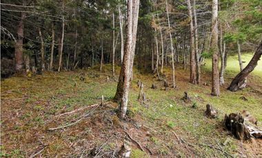 Venta Lote Independiente en La Ceja Chaparral