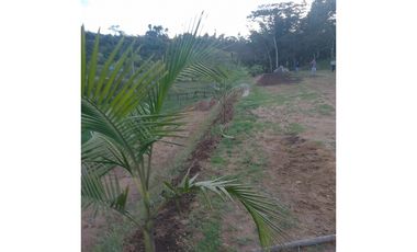 Venta de lote en Marinilla, Antioquia