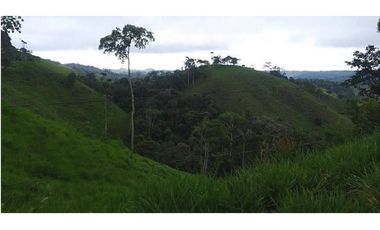 FINCA GANADERA SAN JOSE DEL NUS - PTO BERRIO