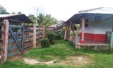 FINCA GANADERA SAN JOSE DEL NUS - PTO BERRIO