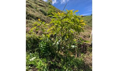 VENDO FINCA EN COELLO-TOLIMA