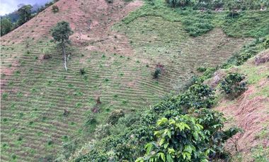 VENDO FINCA EN COELLO-TOLIMA