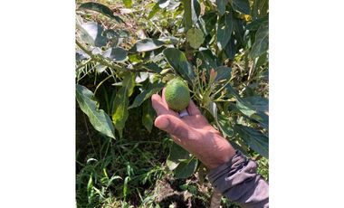 VENDO FINCA EN COELLO-TOLIMA