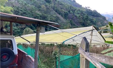VENDO FINCA EN COELLO-TOLIMA