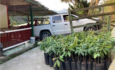 VENDO FINCA EN COELLO-TOLIMA