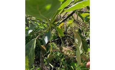 VENDO FINCA EN COELLO-TOLIMA