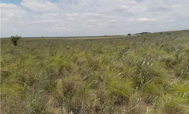 VENTA CAMPO MARTIN DE LOYOLA  GANADERO OPORTUNIDAD SAN LUIS