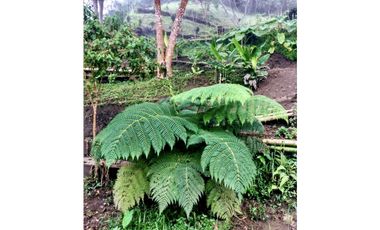 VENTA LOTE MINCA CERCA A CAMPANO