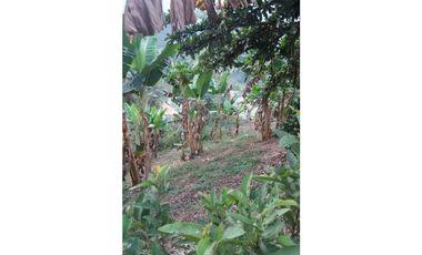 Venta Finca en Santo Domingo Antioquia.