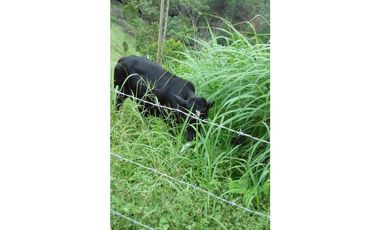 Venta Finca en Santo Domingo Antioquia.