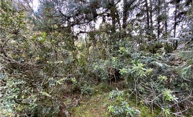 Venta Lote Inmerso en Bosque Parcelacion Alto Palmas