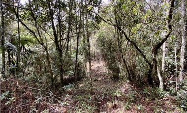 Venta Lote Inmerso en Bosque Parcelacion Alto Palmas