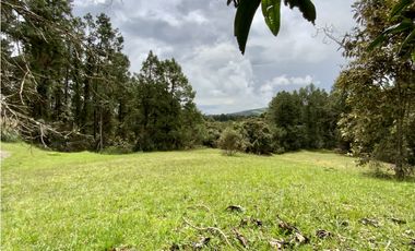 Venta Lote Inmerso en Bosque Parcelacion Alto Palmas