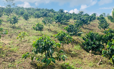 Finca en venta en la vereda Planadas, Santa Rosa de Cabal, Risaralda
