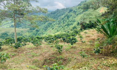 Finca en venta en la vereda Planadas, Santa Rosa de Cabal, Risaralda
