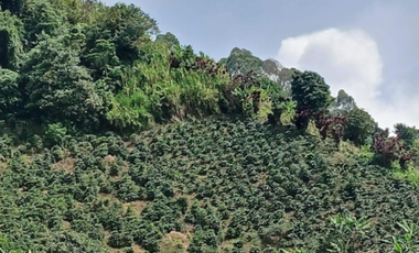 Finca en venta en la vereda Planadas, Santa Rosa de Cabal, Risaralda